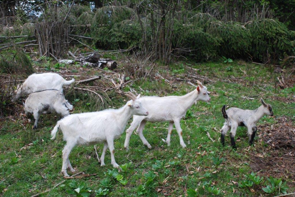 Farm Stay Dolinar Krainer Bohinjska Bela Oda fotoğraf