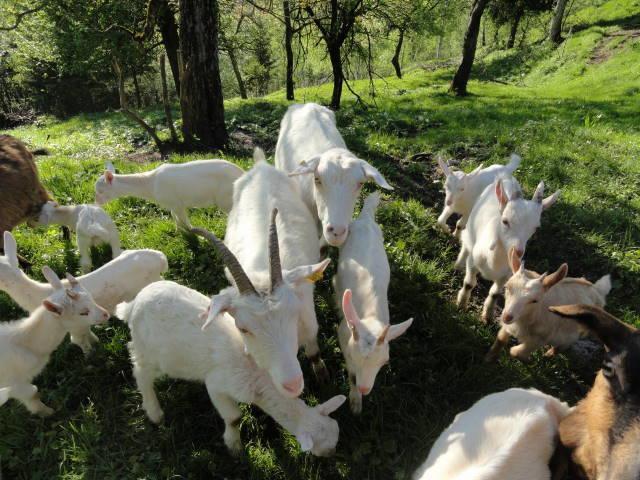 Farm Stay Dolinar Krainer Bohinjska Bela Dış mekan fotoğraf